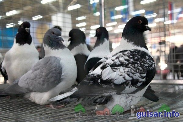 Рассматриваем самых популярных и продуктивных мясных голубей