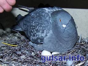 Яйцекладка голубей. Хранение и транспортировка голубиных яиц.