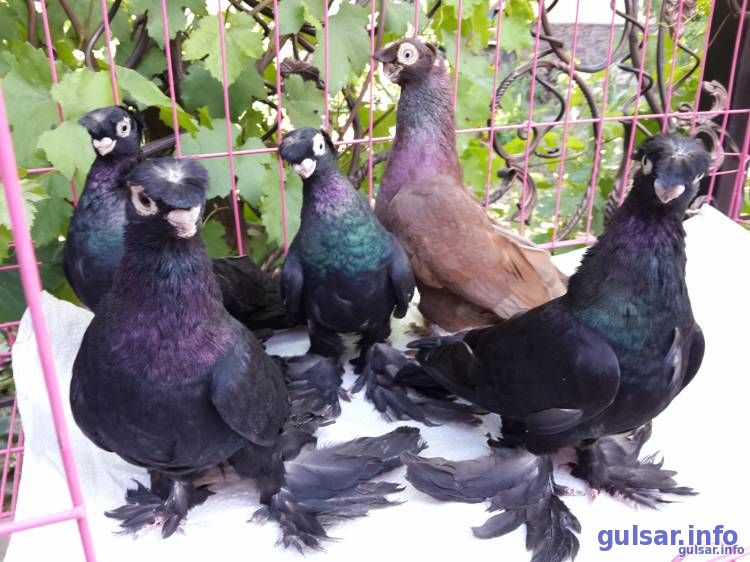 10 фото голубей от пользователя Aziz