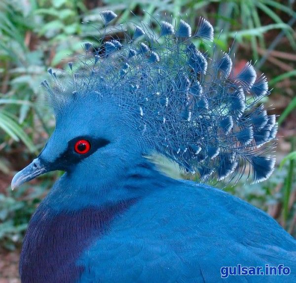 Венценосный голубь — непревзойденный красавец