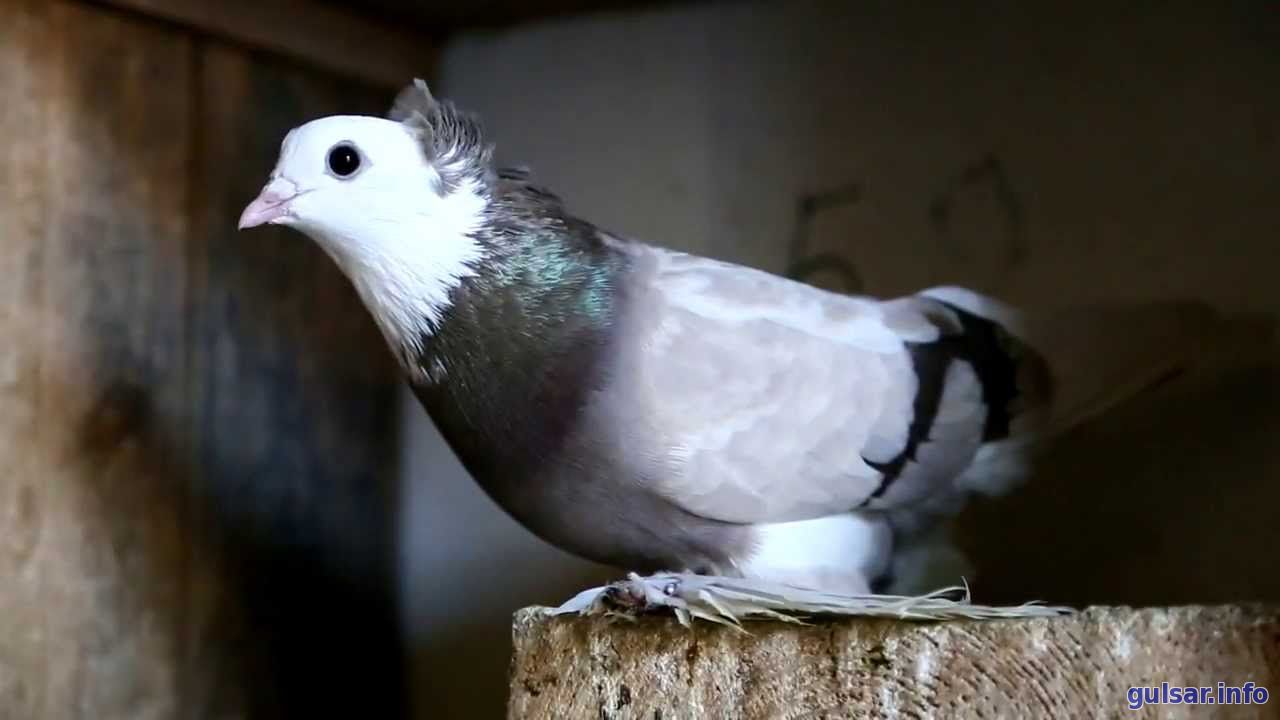 Приучение приобретенных птиц к голубятне