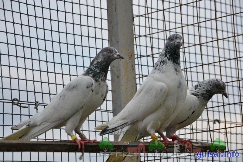 Пакистанские бойные голуби