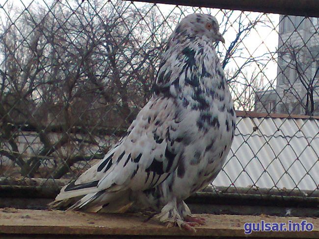 Мурые голуби: фото, описание