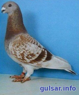 Антверпенский голубь