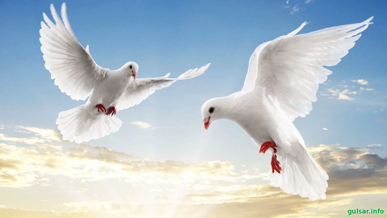 20 белых голубей выпустят в небо Шымкента 12 ноября