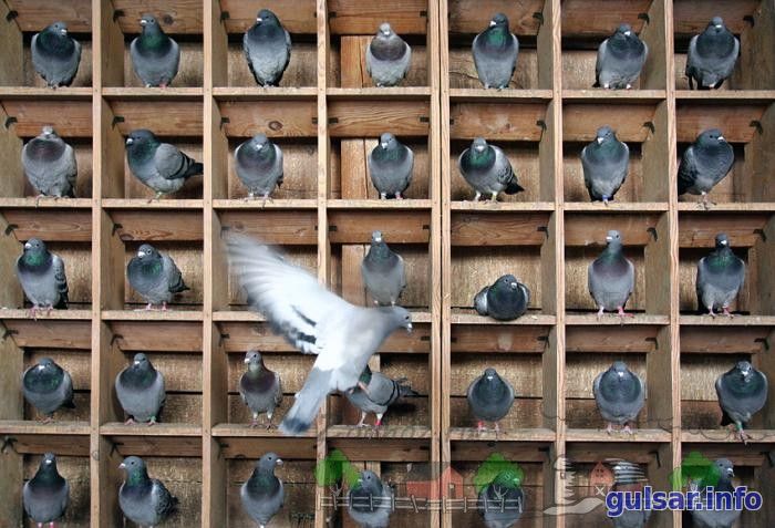 Небесные почтальоны — почтовые голуби