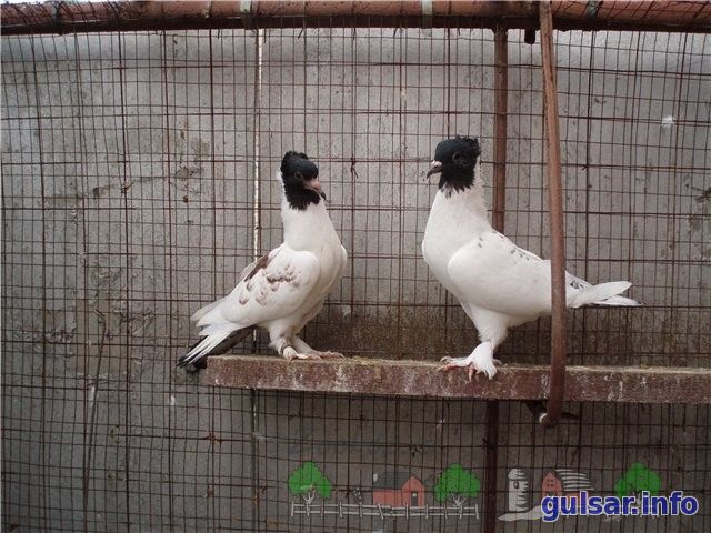 Кавминводские головатые щекатые – красивые и дикие иранские голуби