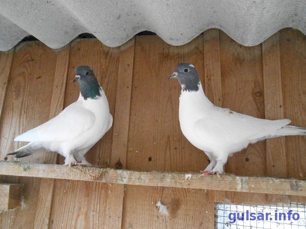 Почитаемые летуны – бойные Иранские голуби